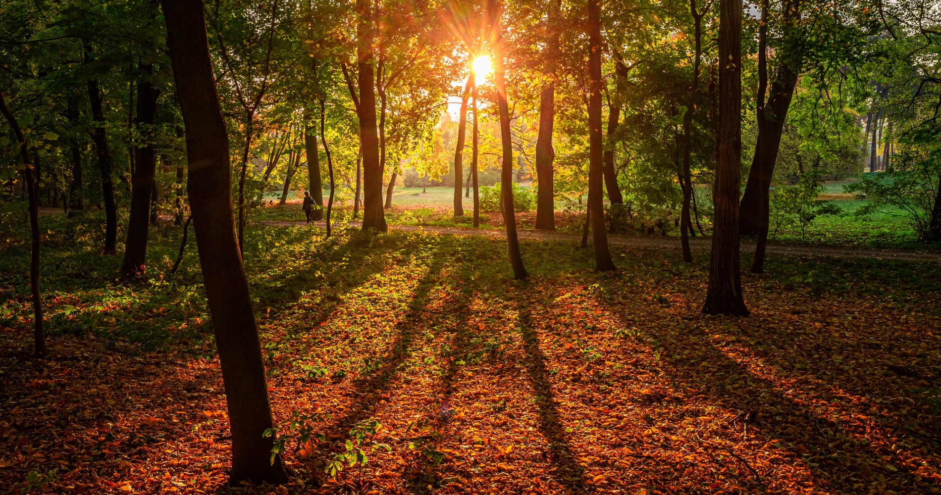 Autumn atmosphere image for Sophie Bolam's profile